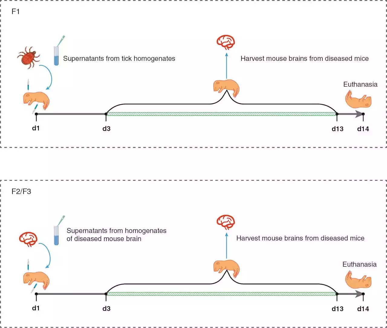 Study describes suckling mouse inoculation to isolate viruses from ticks