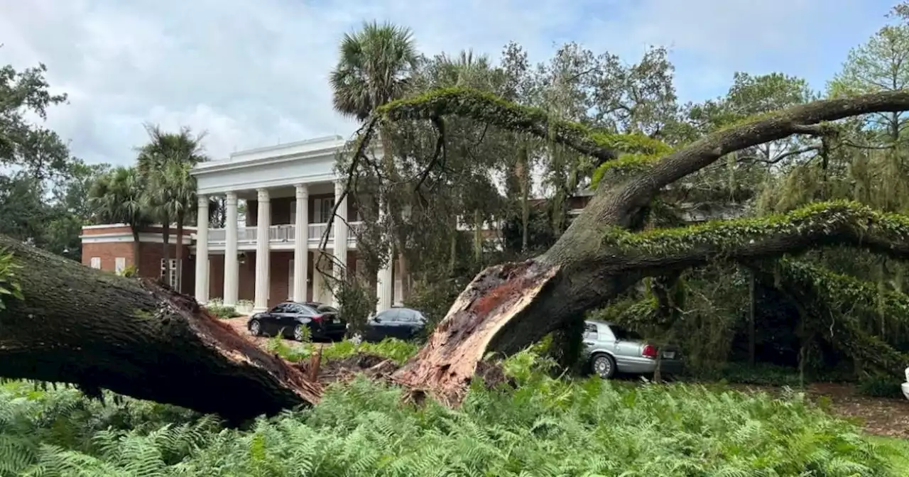 Hurricane Idalia rips 100-year-old tree in half as it falls on DeSantis' mansion