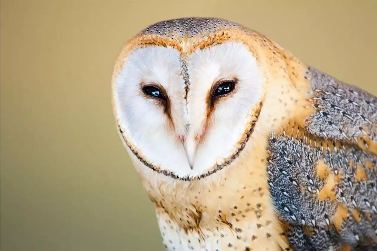 Limpopo pastor, congregants charged with animal cruelty after livestreaming torture of 'evil' owl