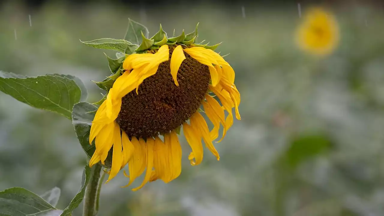 Sommer 2023 in Hessen: Zu warm, aber auch nass