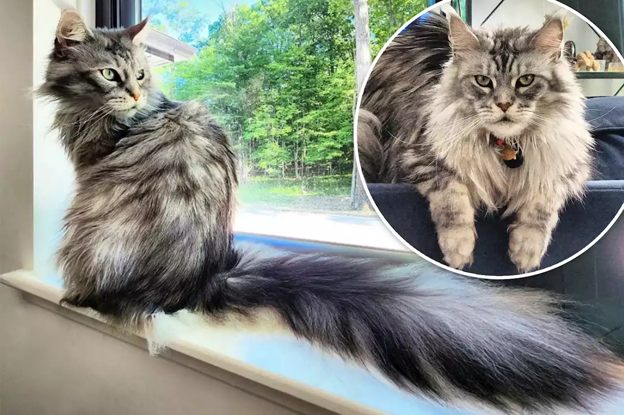 Cat with record-breaking family has world’s longest tail at over 16 inches