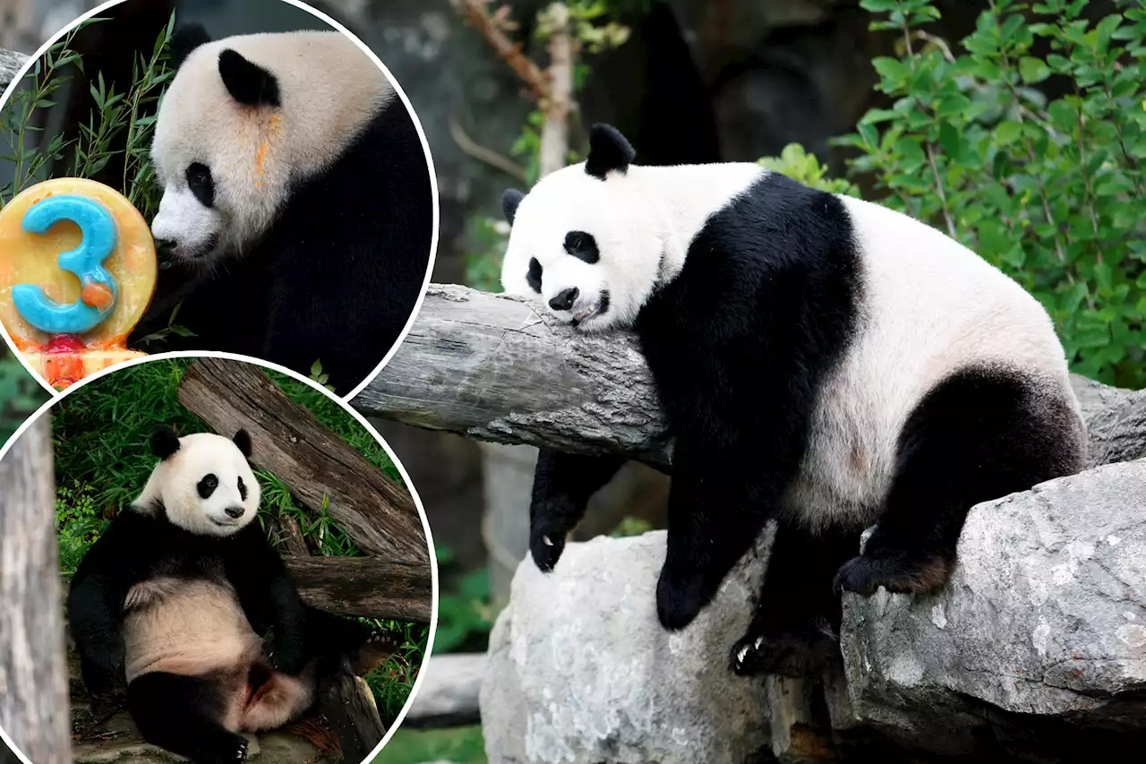 Giant pandas getting ‘celebearation’ at Smithsonian National Zoo before going back home to China