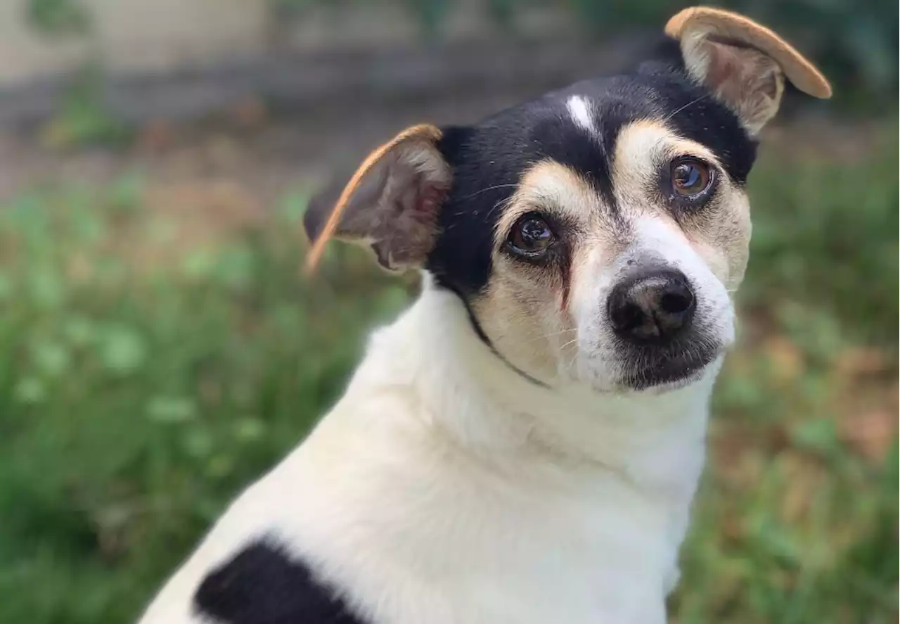 East Bay pets of the week for Sept. 1