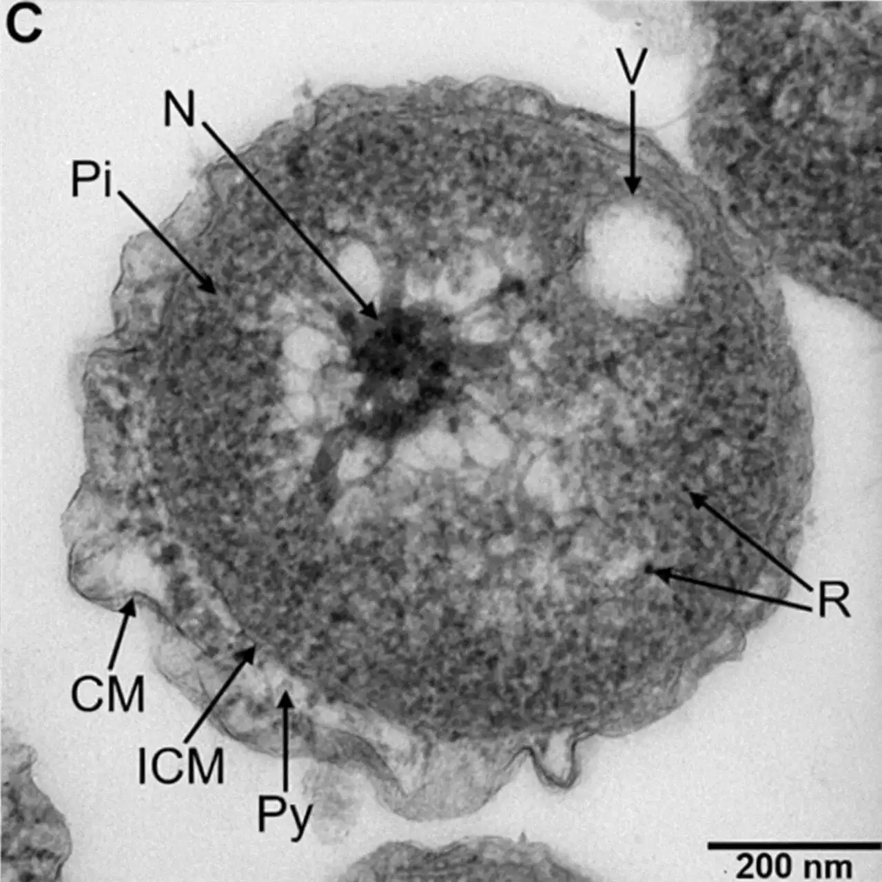 New species of marine bacteria isolated from a deep-sea cold seep