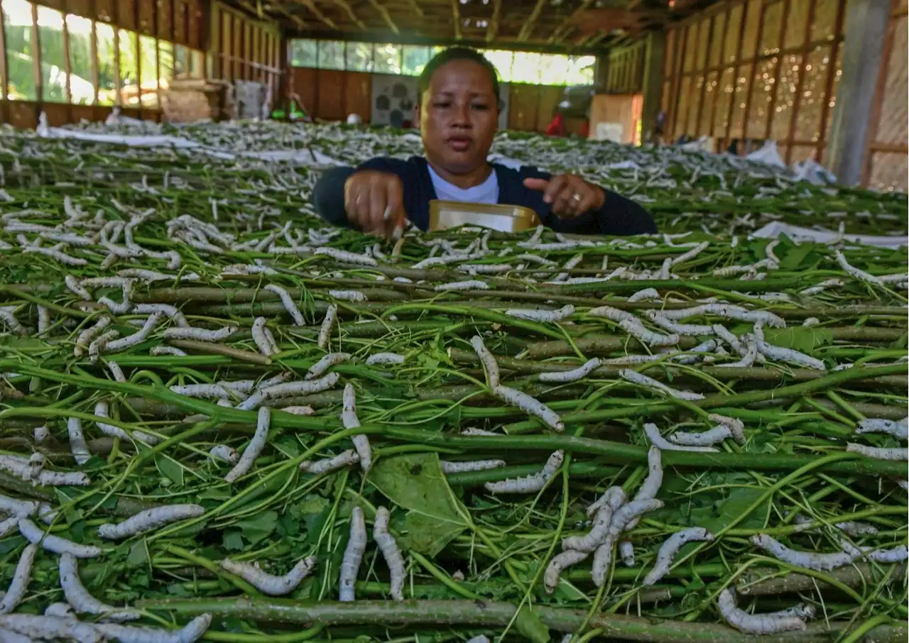 Silkworm farming takes root in Cagayan de Oro, creates jobs for women