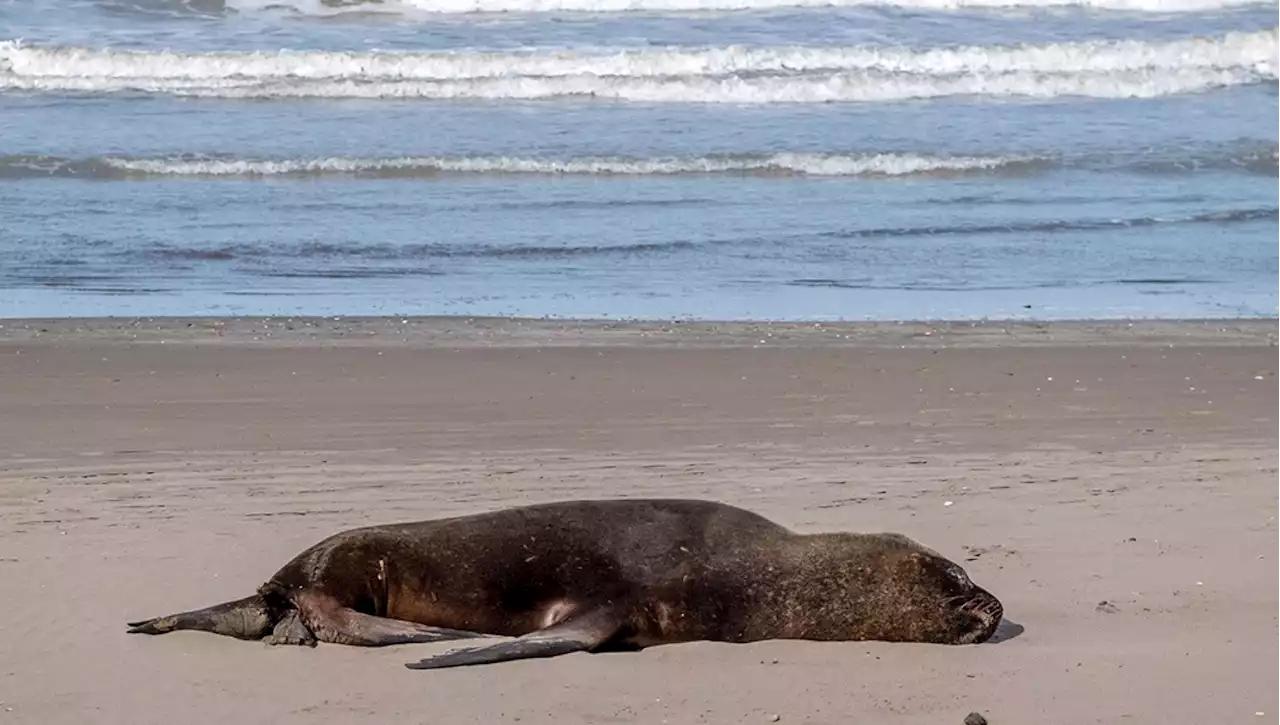 Altri 50 leoni marini morti di aviaria in Argentina. Le autorità della Patagonia: 'Non andate in spiaggia'