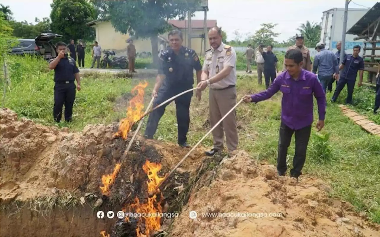 Bea Cukai Langsa Musnahkan Tanaman dan Hewan Terinfeksi PMK