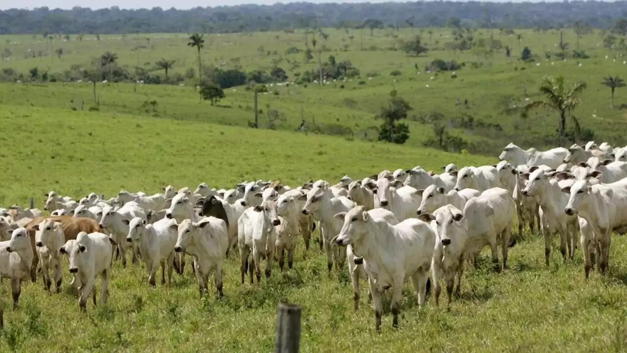 Déforestation: le groupe Carrefour mis en cause au Brésil pour son approvisionnement en viande