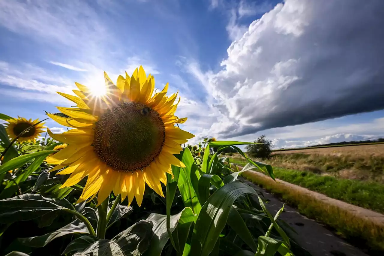 Sommer-Bilanz für Schleswig-Holstein: Warm, feucht, sonnig