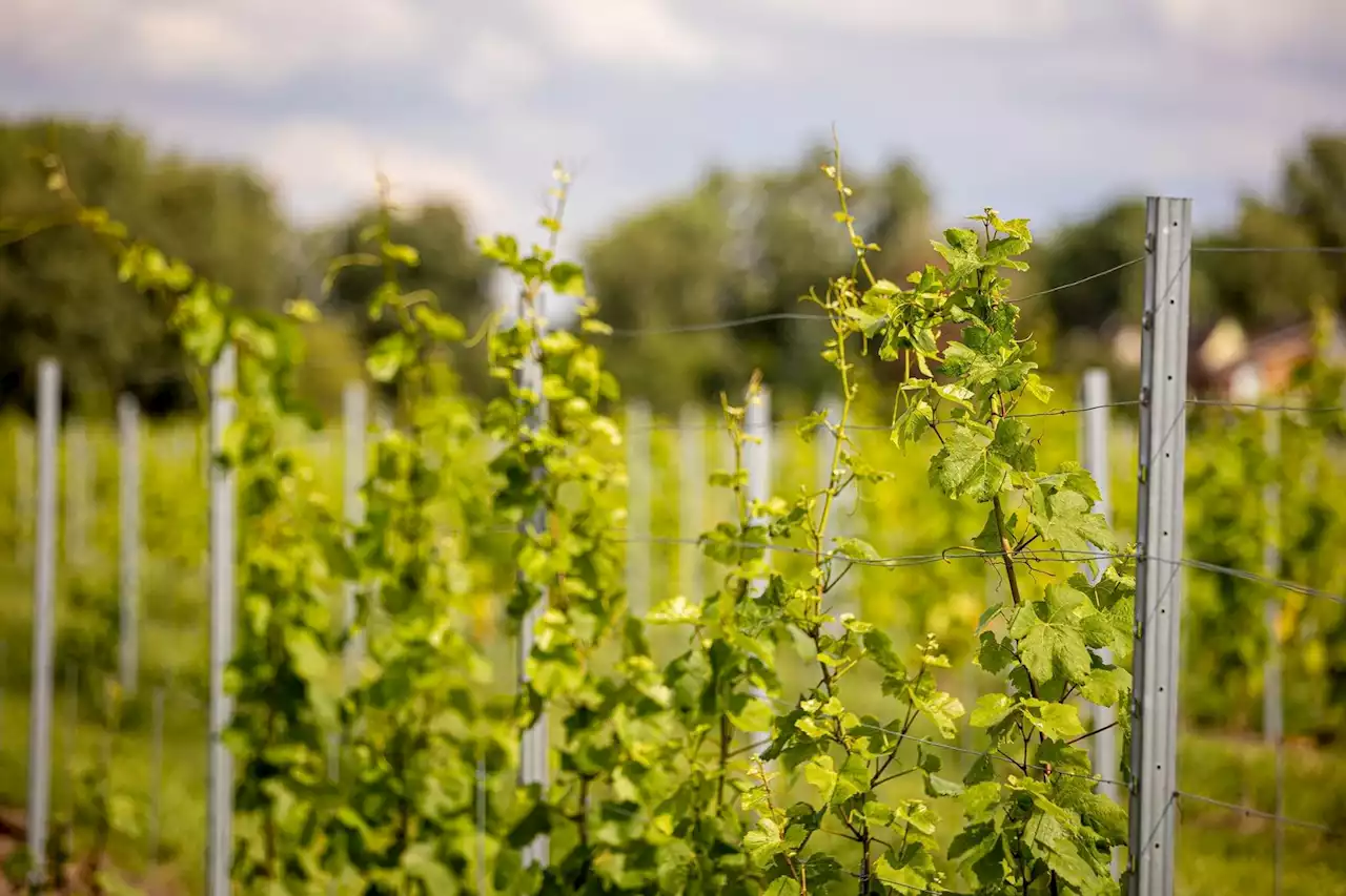 Weinbauverband trennt sich von Geschäftsführerin