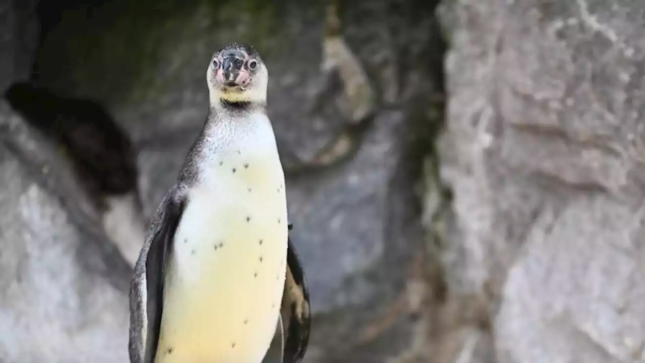 Zoo Rostock: Pinguin mit abgetrenntem Kopf gefunden - Mörder war wohl kein Mensch