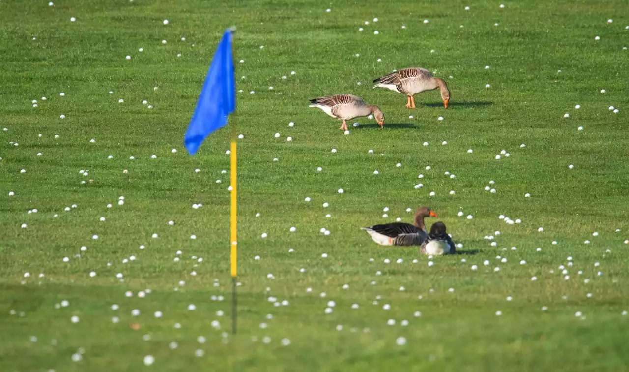 Zu wenig Regen: Golfplätze tüfteln an Bewässerungskonzepten