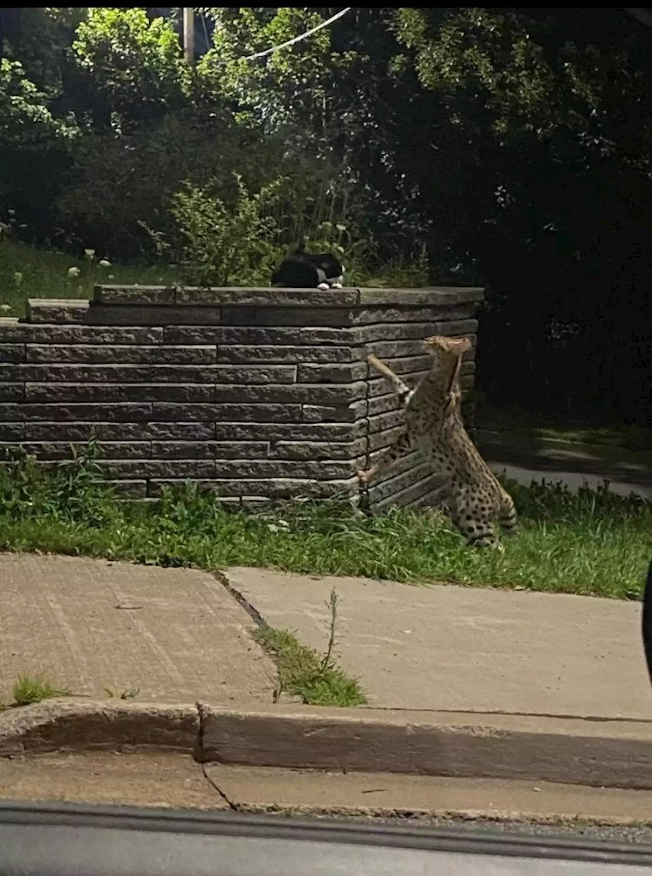 African serval cat captured in wilds of west-end Halifax