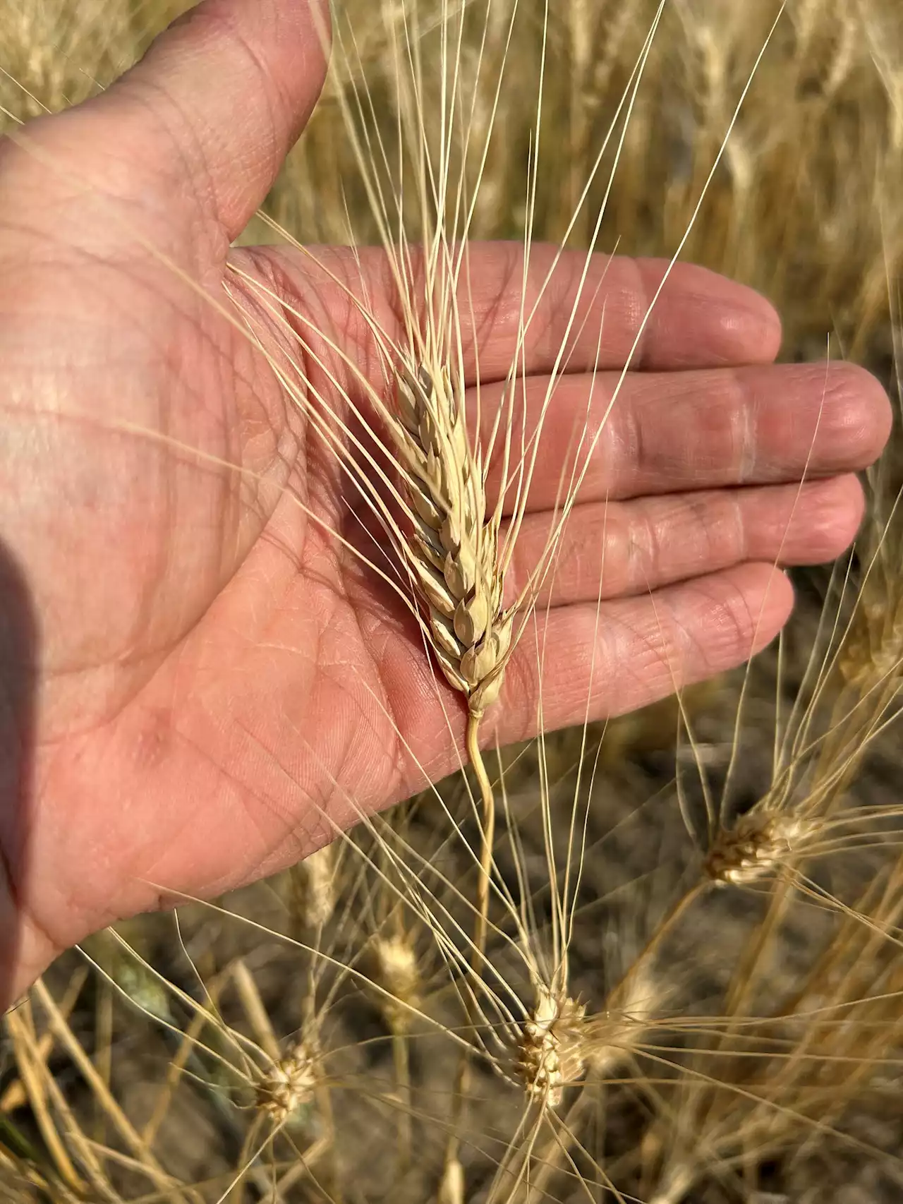 Analysis-High pasta prices set to boil over as Canada's wheat withers