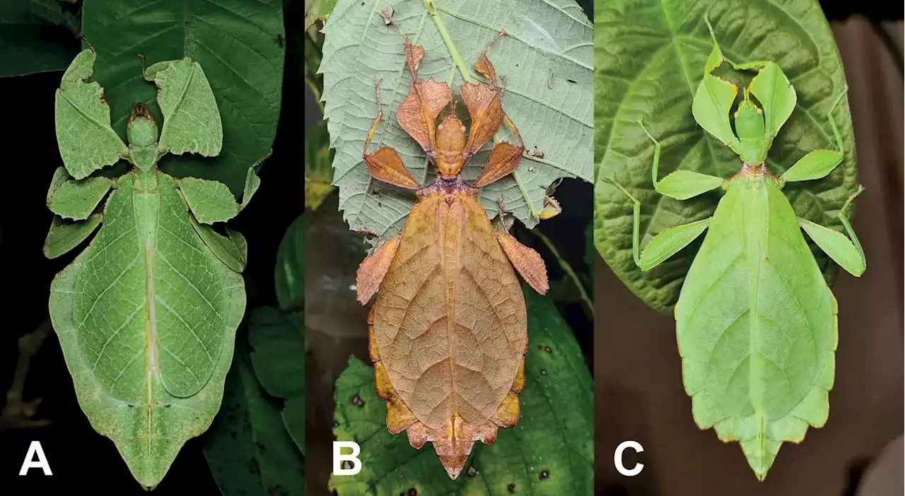 Scientists Discover 7 “Cryptic” New Species of Walking Leaves