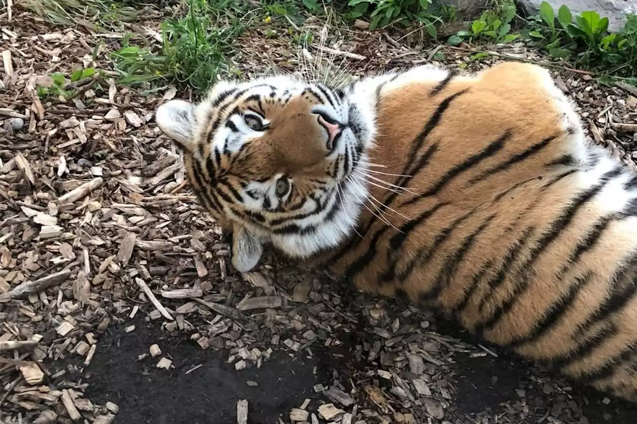 Former Toronto Zoo tiger Mila dies after anesthesia accident in Colorado