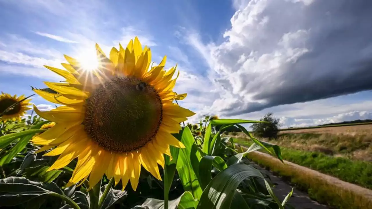 Sommer-Bilanz für Schleswig-Holstein: Warm, feucht, sonnig