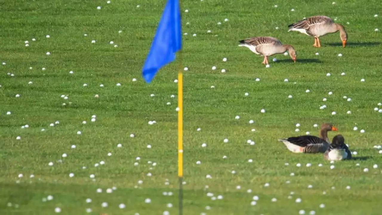 Zu wenig Regen: Golfplätze tüfteln an Bewässerungskonzepten