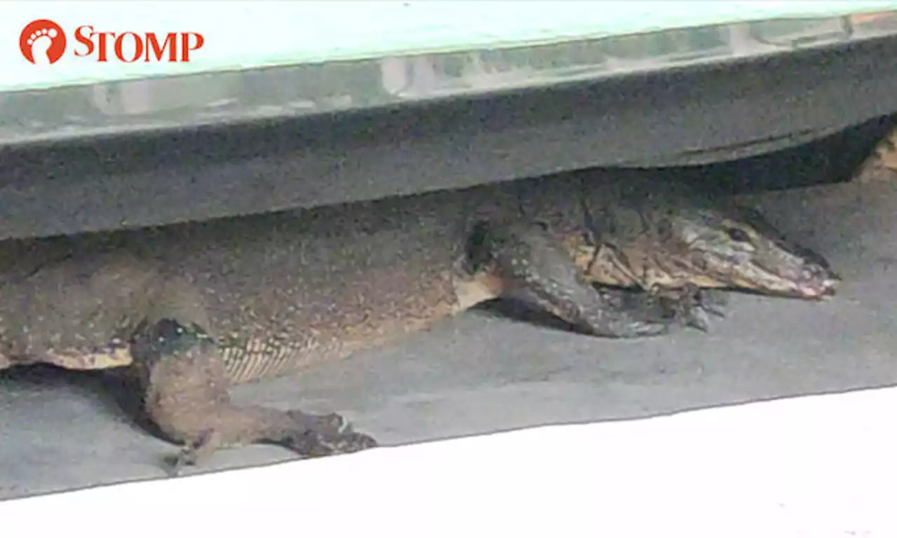 Huge monitor lizard seeks shelter under car at Woodlands multi-storey carpark