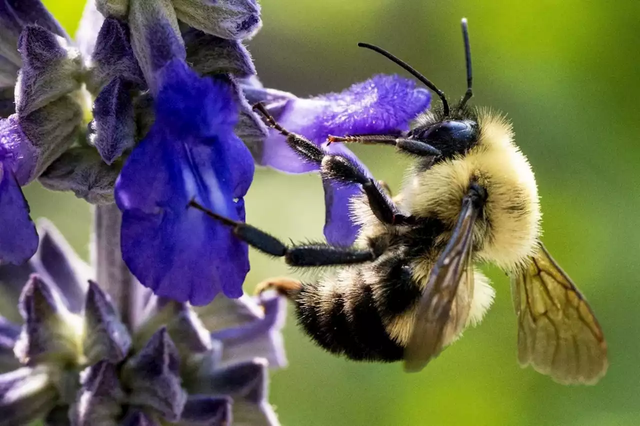 5 million bees fall off truck, drivers told to keep windows closed: Halton police