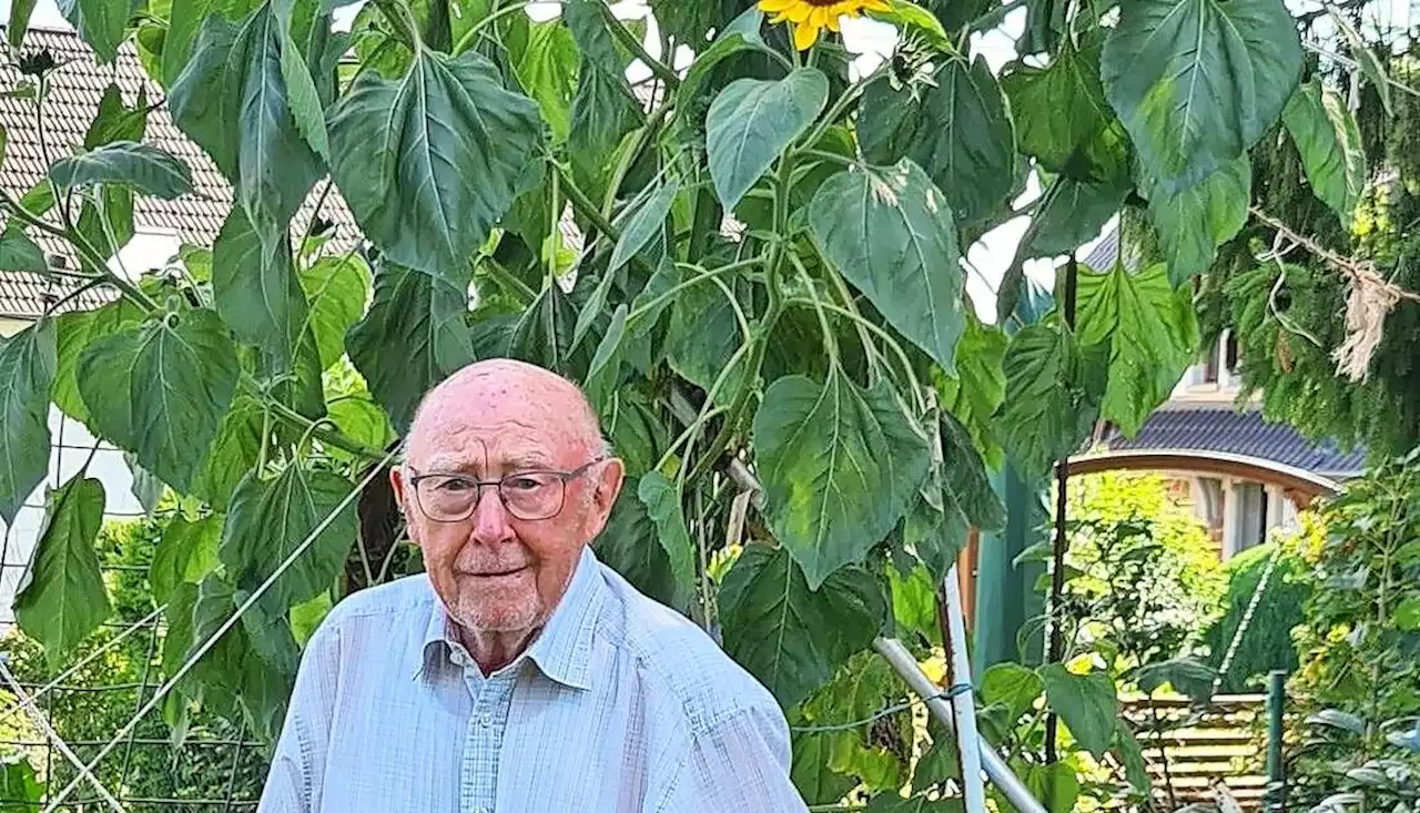 Mann mit sehr grünem Daumen und super Sonnenblumen: Mit 90 Jahren noch im Kirschbaum