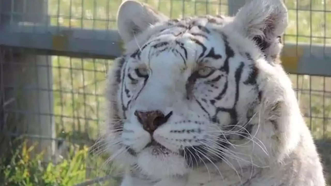 Río Negro: ingresaron a una jaula de tigres en un zoológico para robar una caja fuerte