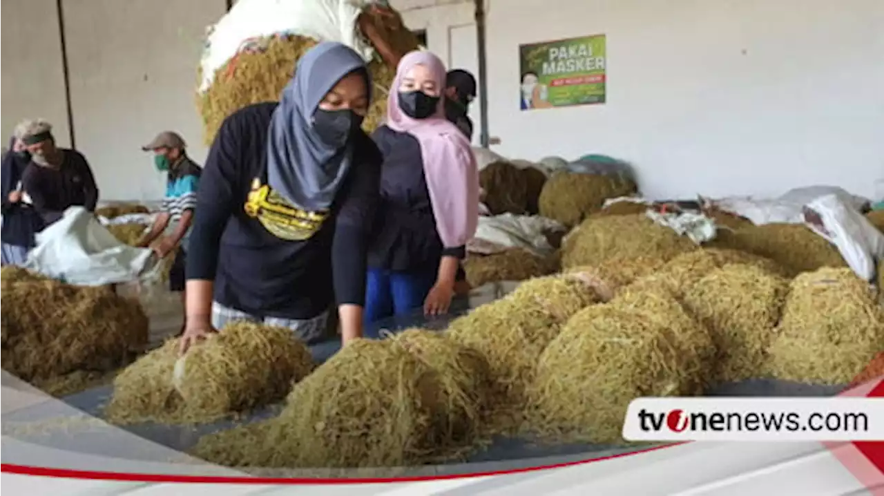 Cegah Tembakau Luar Daerah Masuk Probolinggo, Petani Butuh Perda Aturan Regulasi Pembelian Tembakau