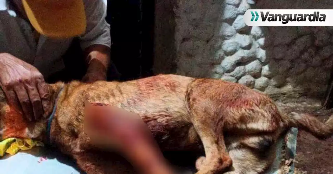 A machete le partieron una pata a un perrito en Páramo, Santander