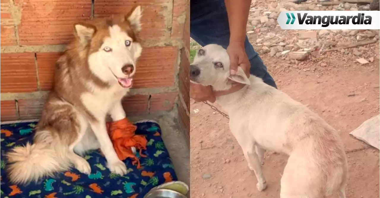 Impactante brigada de rescate en Bogotár: cinco perros son liberados del maltrato animal