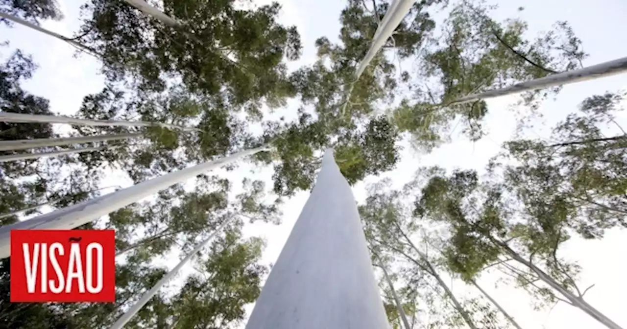 | Cidadãos convocam para domingo protestos em sete concelhos 'pela floresta do futuro'