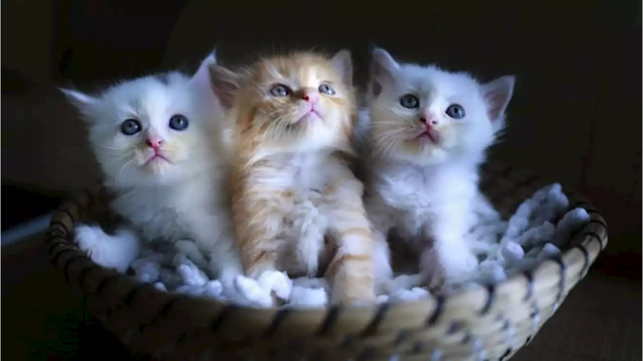 8 Fakta Anak Kucing, Lahir Buta dan Tuli hingga Pertumbuhan Cepat