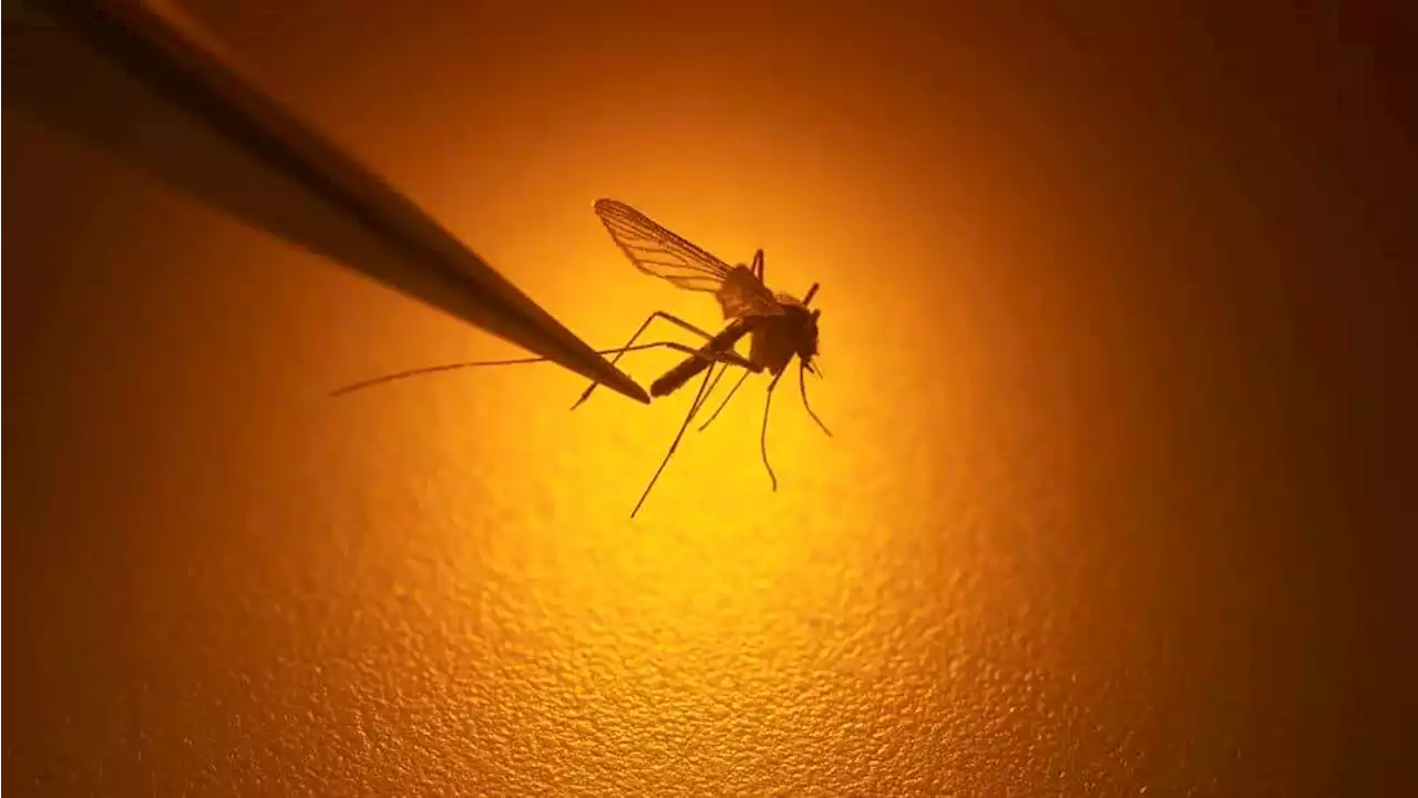 Two human cases of West Nile virus detected in Mass.