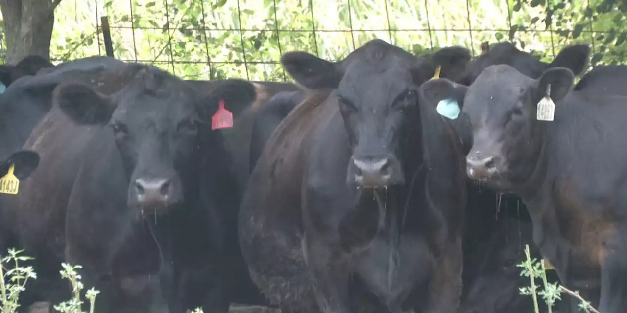 Livestock shelter open in Troy ahead of Idalia