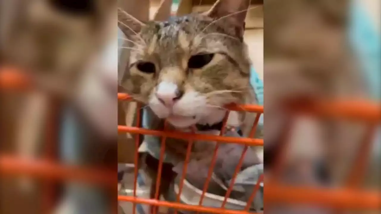 TikTok-famous cat living in Burlington County store draws in crowds of new customers