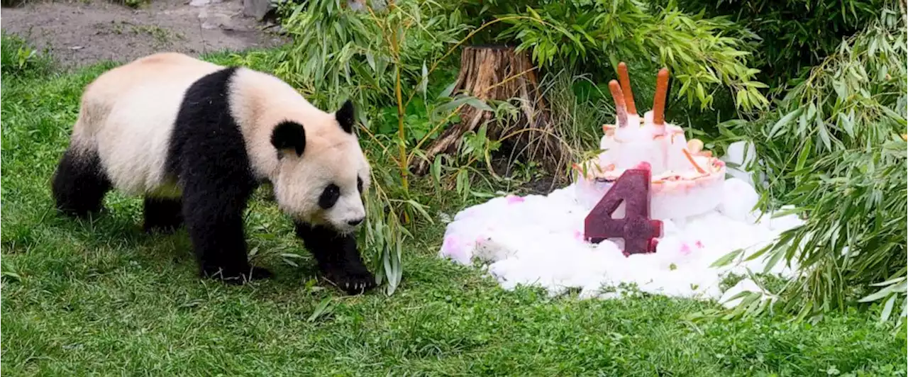 Germany-born pandas celebrate their 4th birthday ahead of expected trip to China