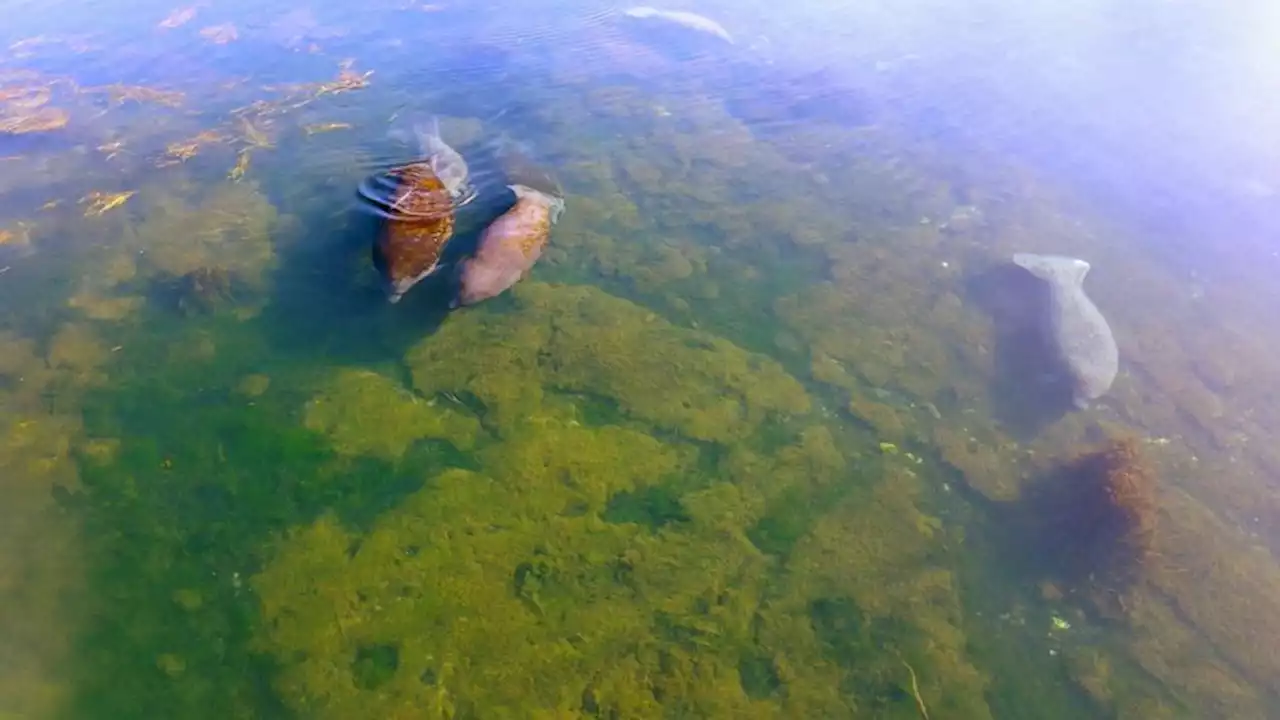 Hurricane Idalia tears through Crystal River, a safe haven for manatees