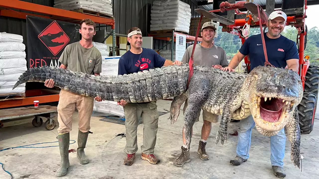 Longest alligator in Mississippi history captured by hunters