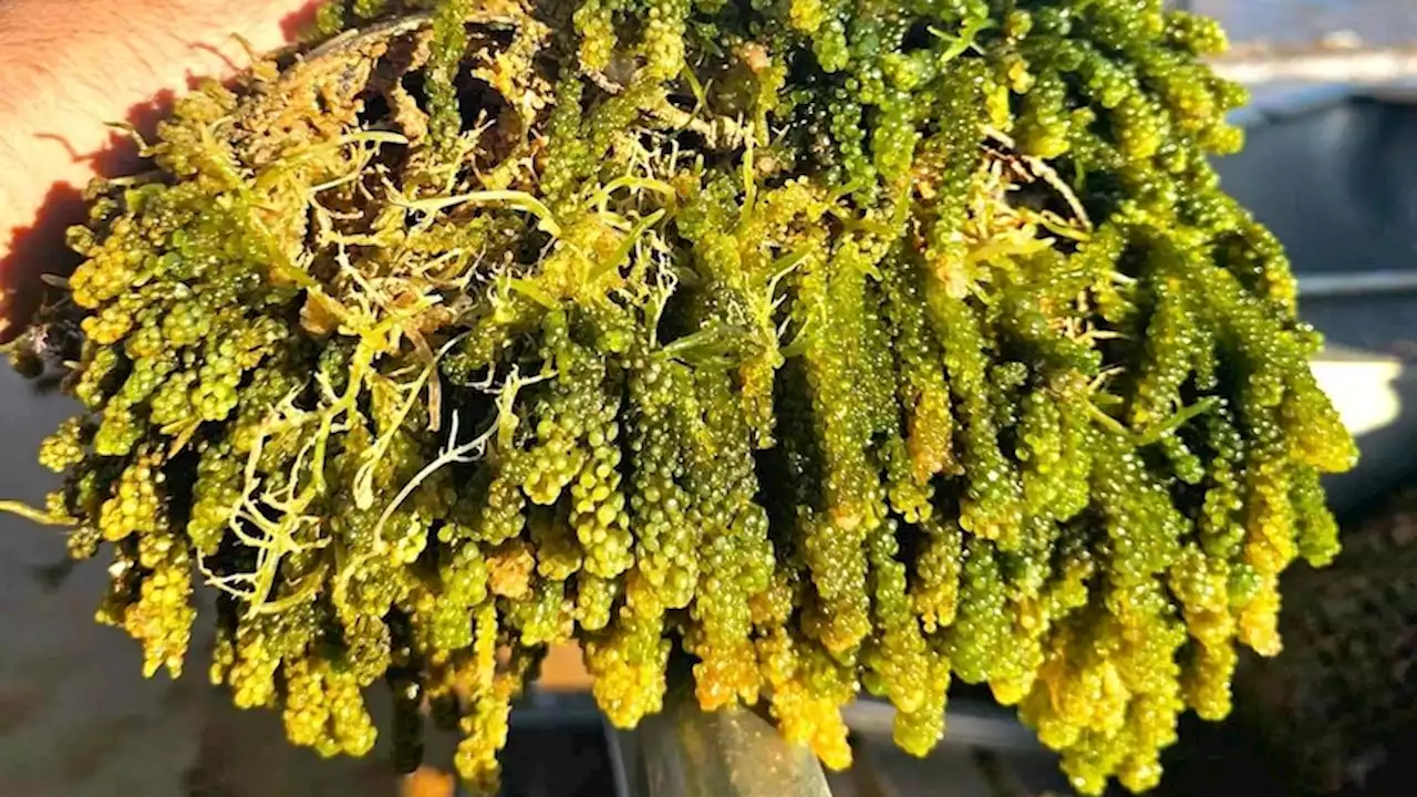 Plan to farm sea grapes that pop in your mouth 'like caviar' off Arnhem Land