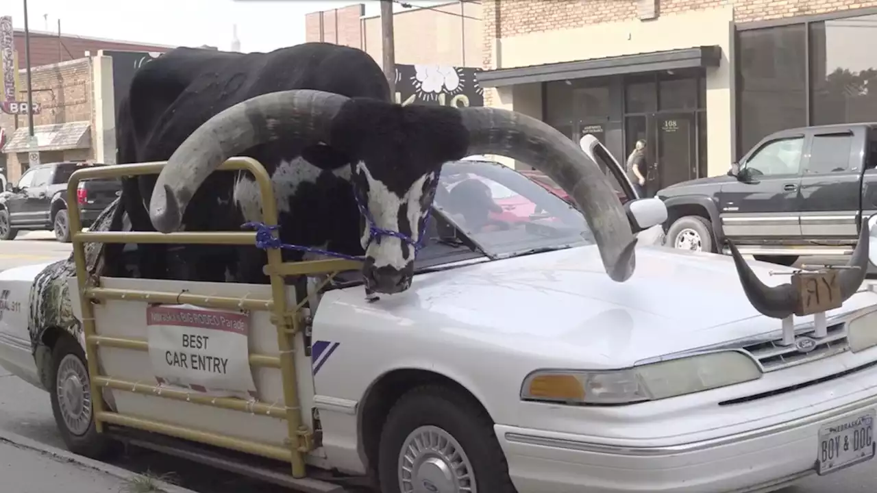 Police stop Nebraska man for bucking the law with a bull riding shotgun in his car