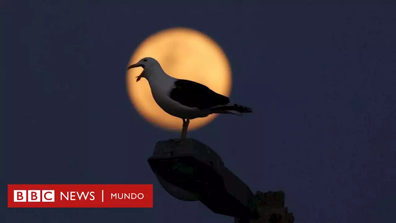 Superluna azul: las imágenes del raro fenómeno que no volverá a ocurrir hasta 2037