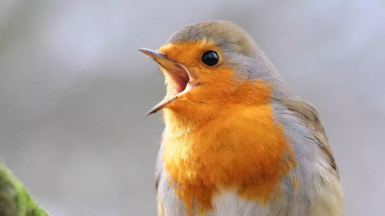 Quiz: Learn UK bird songs - Parents' Toolkit