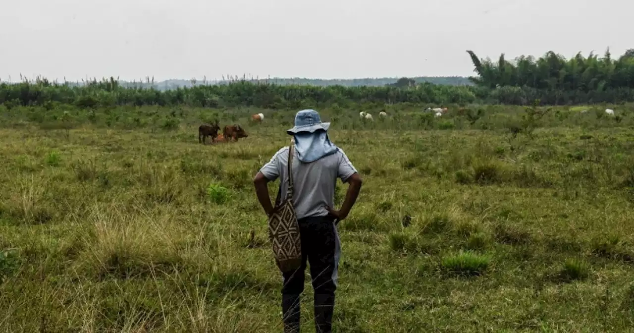 Grupo Argos se aprovechó de la violencia para comprar tierras: director Agencia Nacional de Tierras