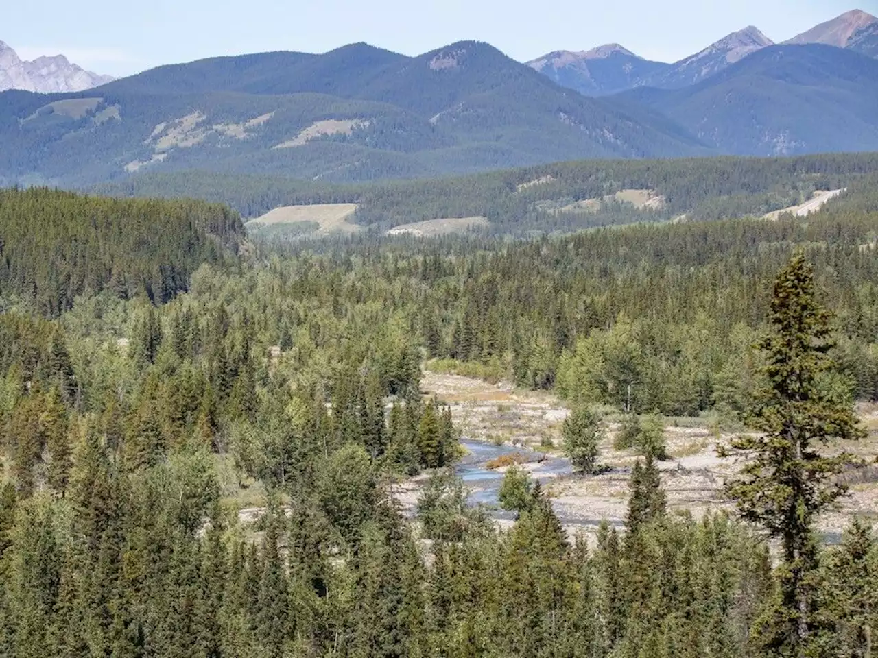 Ottawa investigating logging company over bridge in Kananaskis Country