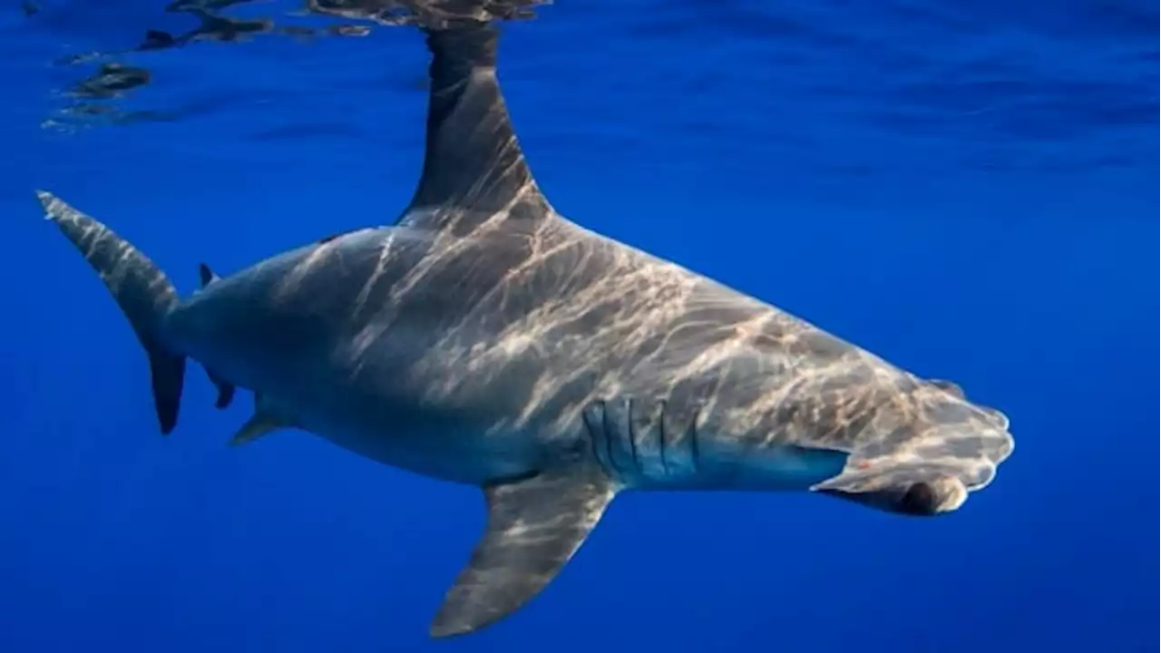 This shark can hold its breath to stay warm in the deep, study finds