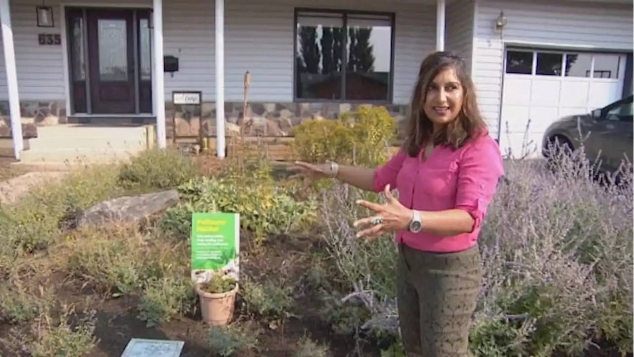 Sask. woman who got cited for tall plants in pollinator garden says bylaw should change