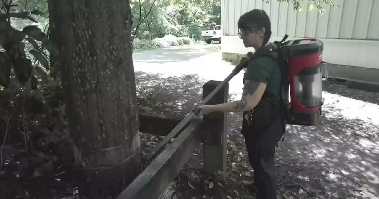 Westchester County using devices resembling proton packs from 'Ghostbusters' to capture spotted lanternflies