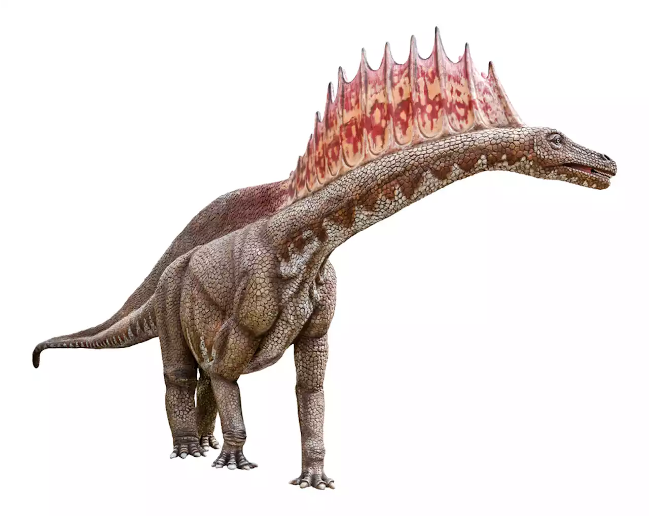 Scientists Discovered a New Dinosaur That Is a Mini-Brontosaurus With Spikes