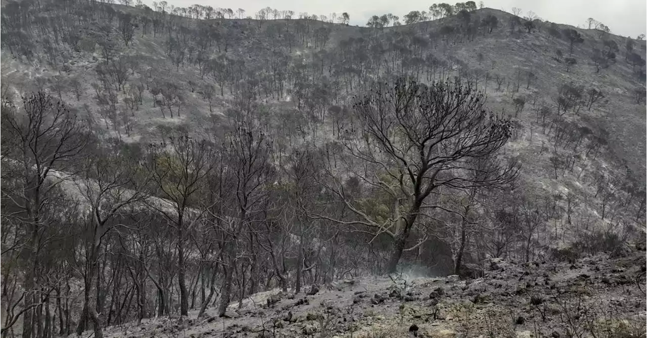 Detenido un antiguo bombero forestal como autor del incendio que arrasó 5.200 hectáreas en Granada el año pasado