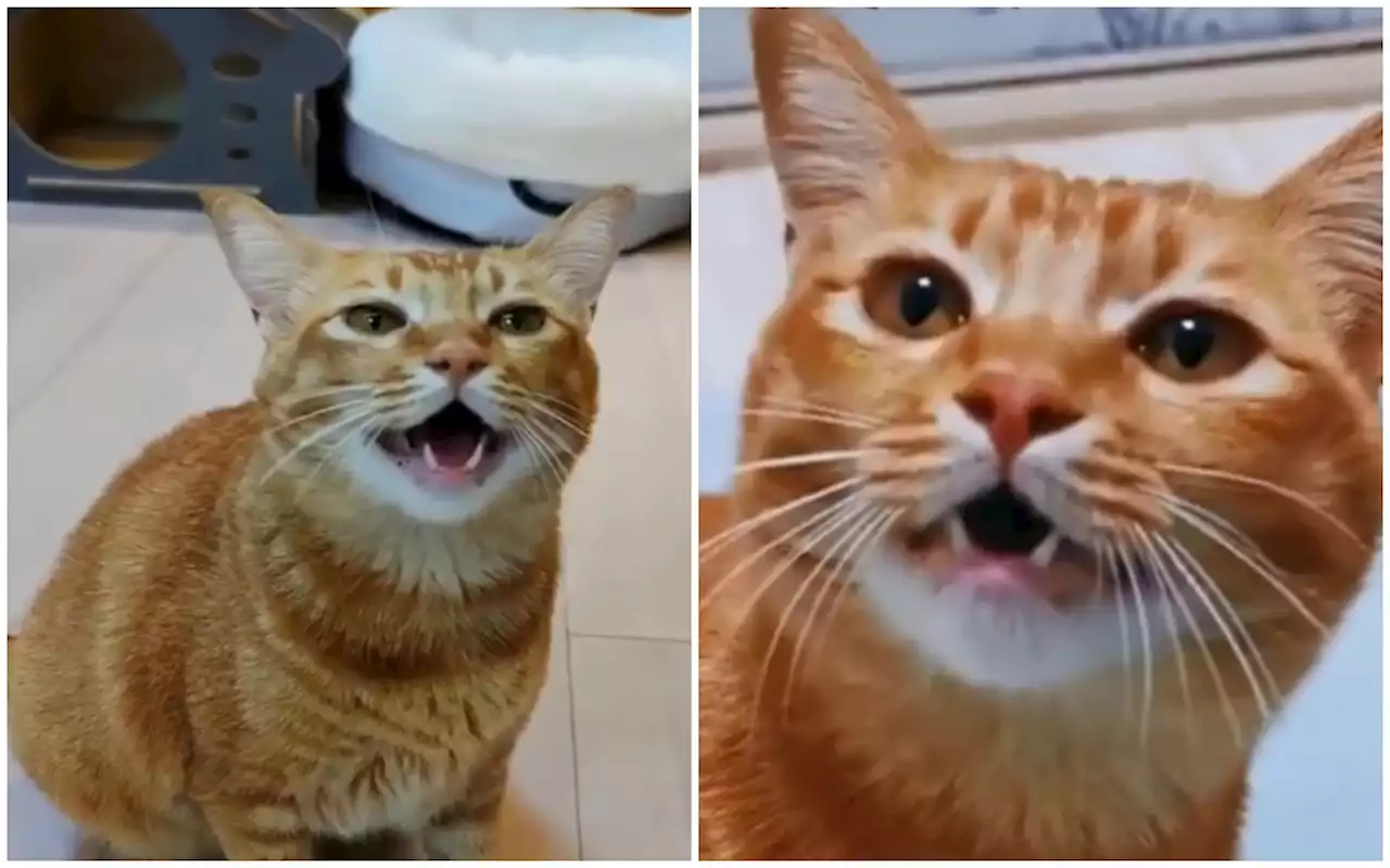 El gato que canta en Tiktok: '¿cómo es posible este suceso?'