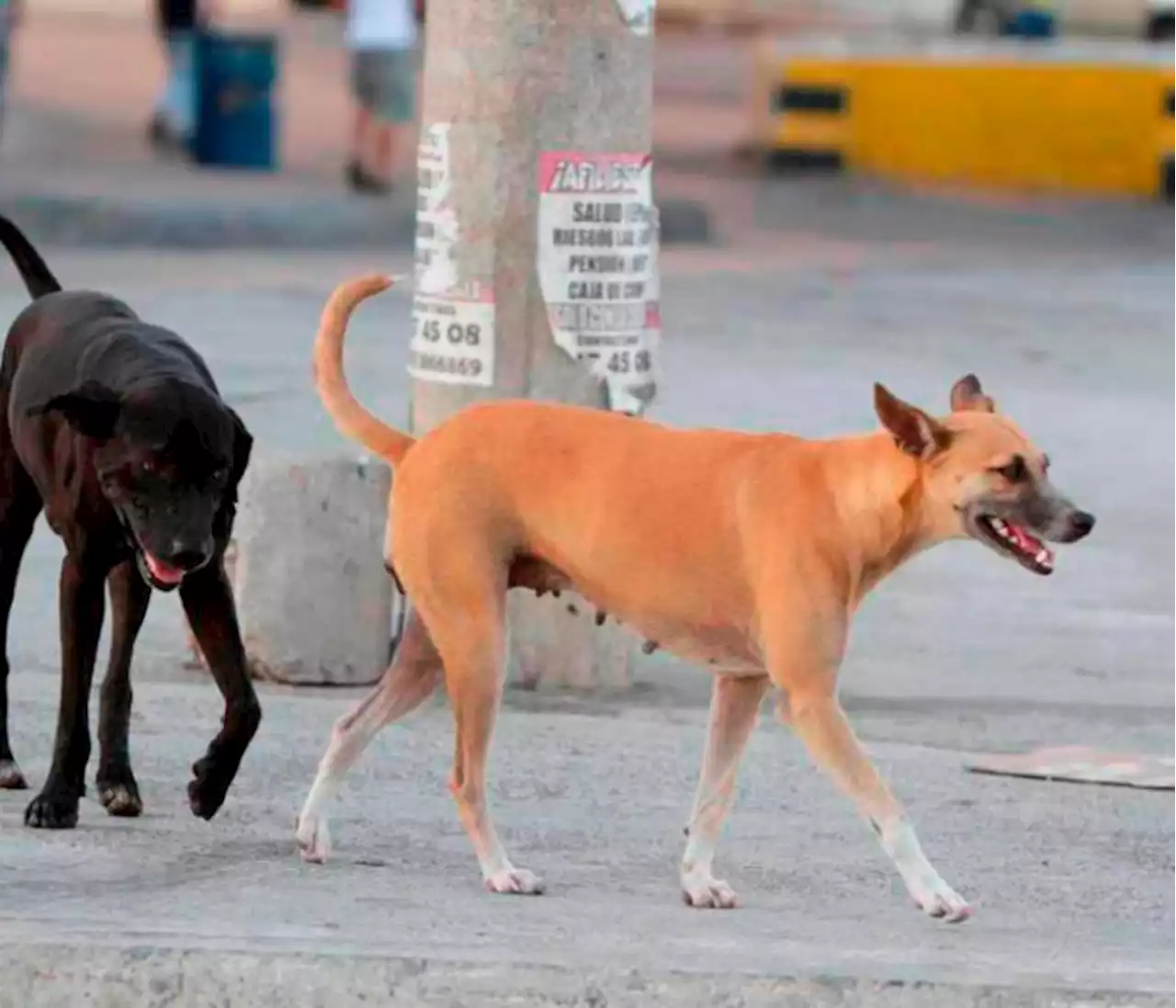 Así puedes proteger a tus mascotas del insoportable calor en Cartagena